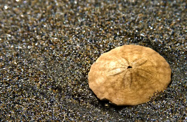 Unbleached Sand Dollar Photo by: Andrew Malone https://creativecommons.org/licenses/by/2.0/