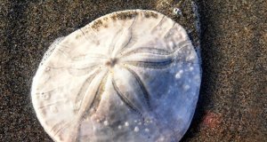 Bleached Sand Dollar photographed on the beachPhoto by: Laura Ramirezhttps://pixabay.com/photos/sand-dollar-sanddollar-beach-sand-1152647/