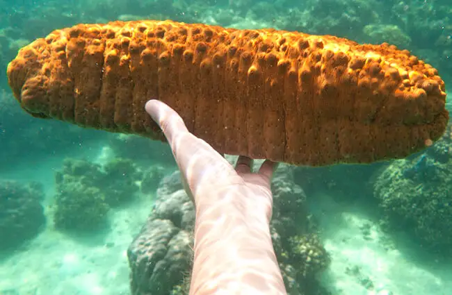 A diver showing off a large Sea Cucumber Photo by: Colin and Sarah Northway https://creativecommons.org/licenses/by-sa/2.0/ 
