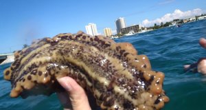 A diver showing off a Sea CucumberPhoto by: Florida Fish and Wildlifehttps://creativecommons.org/licenses/by-sa/2.0/