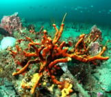 The Aplysina Fulva Sea Sponge Has Long Rope-Like Branches Photo By: Noaa&#039;S National Ocean Service Http://Graysreef.noaa.gov/ 