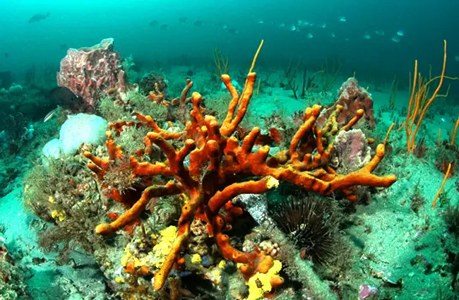 The Aplysina fulva Sea Sponge has long rope-like branches Photo by: NOAA&#039;s National Ocean Service http://graysreef.noaa.gov/ 