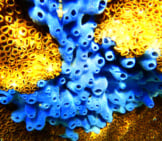 A Beautiful Blue Sea Sponge In The Caribbean Seaphoto By: (C) Mauriziobiso Www.fotosearch.com