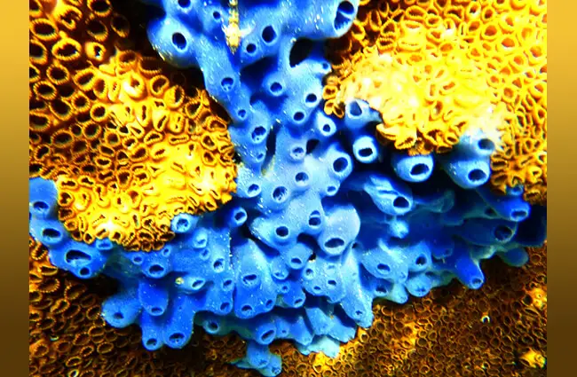 A beautiful blue Sea Sponge in the Caribbean SeaPhoto by: (c) mauriziobiso www.fotosearch.com