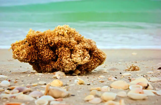 Sea Sponge on the beach Photo by: (c) sorsillo www.fotosearch.com