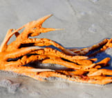 A Bright Orange Sprawling Sponge Photo By: (C) Poetrygirl128 Www.fotosearch.com