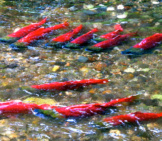 Spawning Sockeye Salmon Photo By: Katrina Liebich, U.s. Fish And Wildlife Service Headquarters Https://Creativecommons.org/Licenses/By/2.0/ 