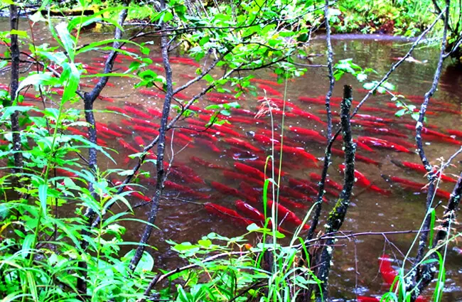 A crowd of Spawning Sockeye Salmon Photo by: U.S. Fish and Wildlife Service Headquarters https://creativecommons.org/licenses/by/2.0/ 