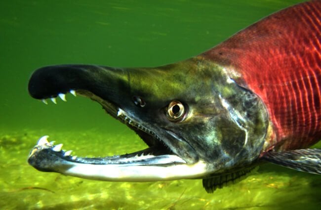 Zombie Fish (Kokanee Salmon) Photo by: Tom Koerner, USFWS Mountain-Prairie https://creativecommons.org/licenses/by/2.0/ 