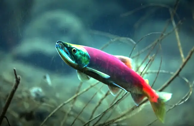 Sockeye Salmon Description Habitat Image Diet And Interesting Facts Sockeye Salmon Description Habitat Image Diet And Interesting Facts