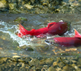 Sockeye Salmon In A Shallow Creek During Spawningphoto By: (C) Vasiko Www.fotosearch.com