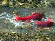 Sockeye Salmon in a shallow creek during spawningPhoto by: (c) VasikO www.fotosearch.com