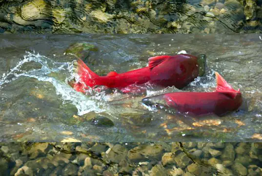 Sockeye Salmon in a shallow creek during spawningPhoto by: (c) VasikO www.fotosearch.com