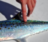  Identifying Characteristics Of A Spanish Mackerel Photo By: Florida Fish And Wildlife Https://Creativecommons.org/Licenses/By/2.0/ 