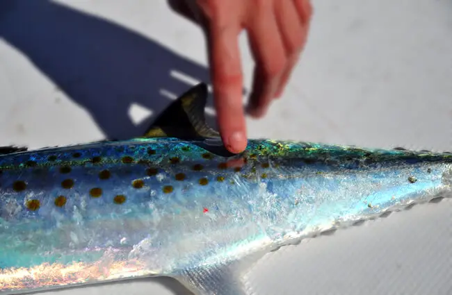  identifying characteristics of a Spanish Mackerel Photo by: Florida Fish and Wildlife https://creativecommons.org/licenses/by/2.0/ 