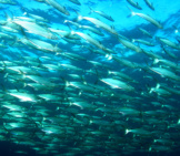 A Swiftly Moving School Of Spanish Mackerel Photo By: (C) Pipehorse Www.fotosearch.com
