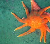 This Orange Sun Star Attacking A Spiny Red Sea Star Photo By: Ed Bowlby, Noaa [Public Domain]