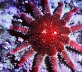 Spiny Sunstar Photo By: Derek Keats Https://Creativecommons.org/Licenses/By/2.0/