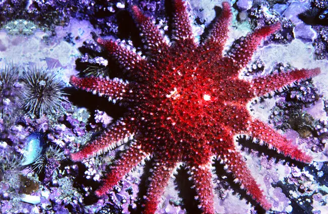 Spiny Sunstar Photo by: Derek Keats https://creativecommons.org/licenses/by/2.0/