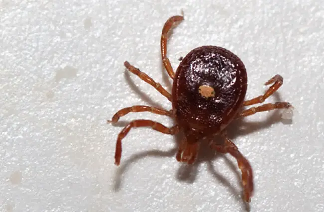 Lone Star Tick, plucked from the body of a hiker Photo by: Elizabeth Nicodemus https://creativecommons.org/licenses/by/2.0/ 