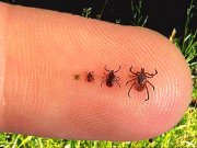 Blacklegged Tick larva, nymph, adult female and adult malePhoto by: Fairfax Countyhttps://creativecommons.org/licenses/by/2.0/
