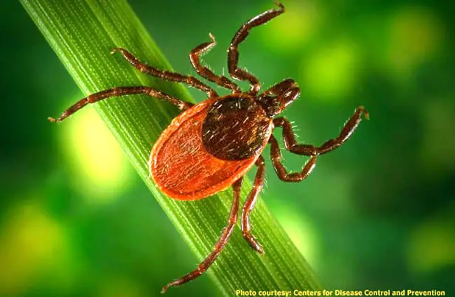 Black-Legged Tick, or Deer Tick causes Lyme disease Photo by: Fairfax County https://creativecommons.org/licenses/by/2.0/ 
