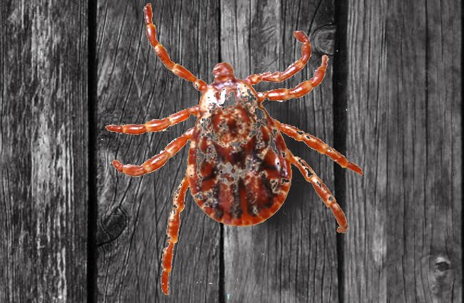 Rocky Mountain Wood Tick Photo by: Andrey Zharkikh https://creativecommons.org/licenses/by/2.0/ 