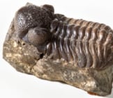 Trilobite Fossilphoto By: Ucl Mathematical &Amp; Physical Scienceshttps://Creativecommons.org/Licenses/By/2.0/