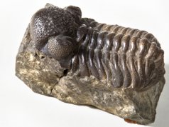 Trilobite fossilPhoto by: UCL Mathematical & Physical Scienceshttps://creativecommons.org/licenses/by/2.0/