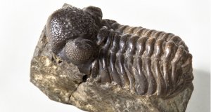 Trilobite fossilPhoto by: UCL Mathematical & Physical Scienceshttps://creativecommons.org/licenses/by/2.0/