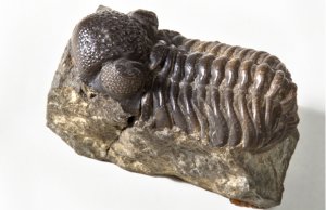 Trilobite fossilPhoto by: UCL Mathematical & Physical Scienceshttps://creativecommons.org/licenses/by/2.0/