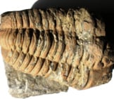 Trilobite Fossil Found In Southern France Photo By: [Public Domain]