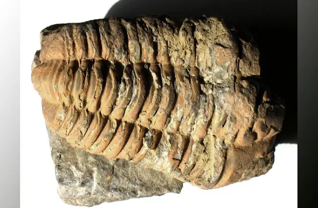 Trilobite fossil found in southern France Photo by: [public domain]