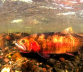Spawning Cutthroat Trout Photo By: Jay Fleming, Yellowstone National Park (Public Domain) Https://Creativecommons.org/Licenses/By/2.0/ 