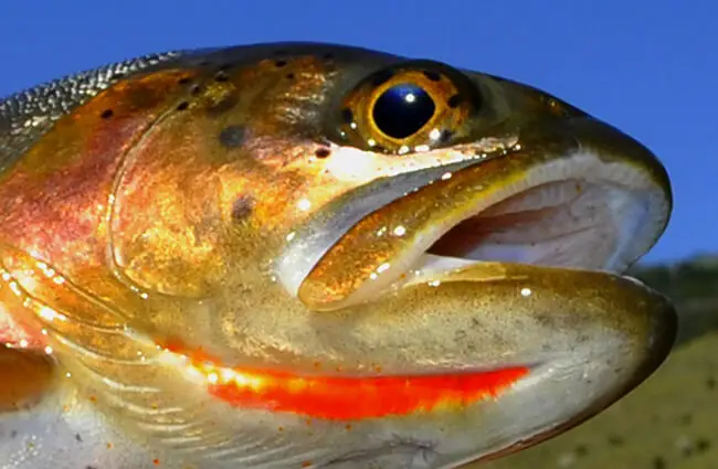 Yellowstone Cutthroat Trout play a critical role in the Greater Yellowstone ecosystem Photo by: Aaron Nistler, USFWS Mountain-Prairie https://creativecommons.org/licenses/by/2.0/ 
