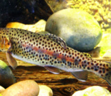 Rainbow Trout Yearling Photo By: Robert Pos Https://Creativecommons.org/Licenses/By/2.0/ 