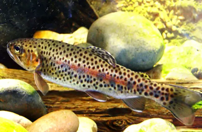Rainbow Trout yearling Photo by: Robert Pos https://creativecommons.org/licenses/by/2.0/ 
