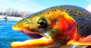 Closeup of an Idaho Rainbow TroutPhoto by: Bureau of Land Managementhttps://creativecommons.org/licenses/by/2.0/