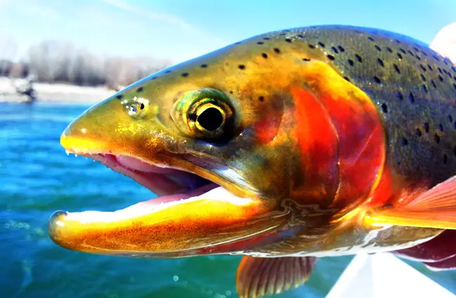 Closeup of an Idaho Rainbow TroutPhoto by: Bureau of Land Managementhttps://creativecommons.org/licenses/by/2.0/