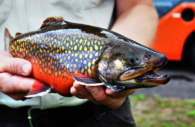 Male Coaster Brook Trout, at Iron River National Fish Hatchery in Wisconsin Photo by: Katie Steiger-Meister, USFWS Midwest Region https://creativecommons.org/licenses/by/2.0/ 