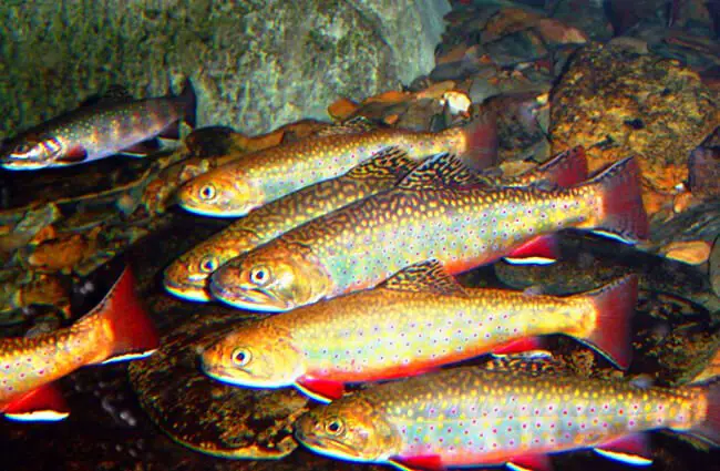 Brook Trout Photo by: U.S. Fish and Wildlife Service Southeast Region https://creativecommons.org/licenses/by/2.0/ 