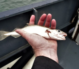 Small Whiting Photo By: Peter Van Der Sluijs Cc By-Sa Https://Creativecommons.org/Licenses/By-Sa/4.0 