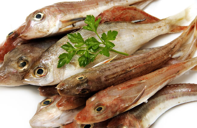 Whiting - Description, Habitat, Image, Diet, and Interesting Facts