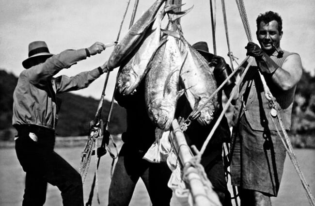 Albacore, c 1931 Photo by: Queensland State Archives [public domain] https://creativecommons.org/licenses/by/2.0/ 