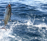 Albacore Tuna Hooked On A Bait Pole Photo By: Noaa Fisheries West Coast Https://Creativecommons.org/Licenses/By/2.0/ 