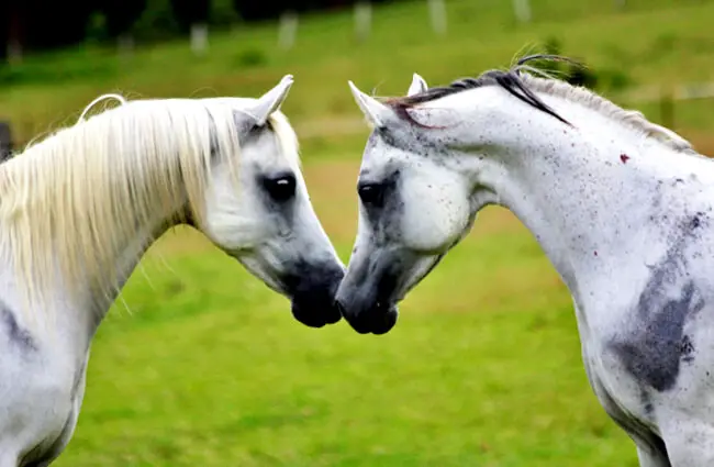 Kissing Friends - a pair of Arabian horses Photo by: Ainslie Gilles-Patel from Pixabay https://pixabay.com/photos/arabians-horses-equines-animals-2395184/