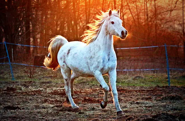 Arabian mare in a pasture Photo by: rihaij from Pixabay https://pixabay.com/photos/horse-mold-thoroughbred-arabian-2063672/