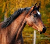 Arabian Stallion Portrait Photo By: Rihaij From Pixabay Https://Pixabay.com/Photos/Horse-Brown-Stallion-1024745/