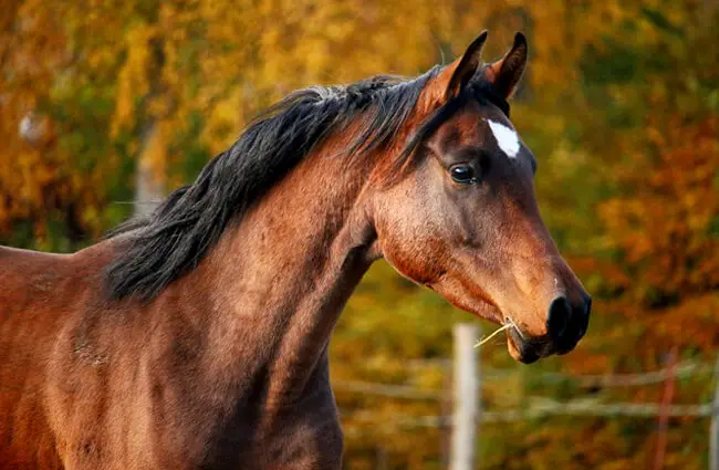 Arabian stallion portrait Photo by: rihaij from Pixabay https://pixabay.com/photos/horse-brown-stallion-1024745/
