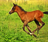 Arabian Filly Running Through The Grass Photo By: Rihaij From Pixabay Https://Pixabay.com/Photos/Horse-Foal-Brown-2510188/